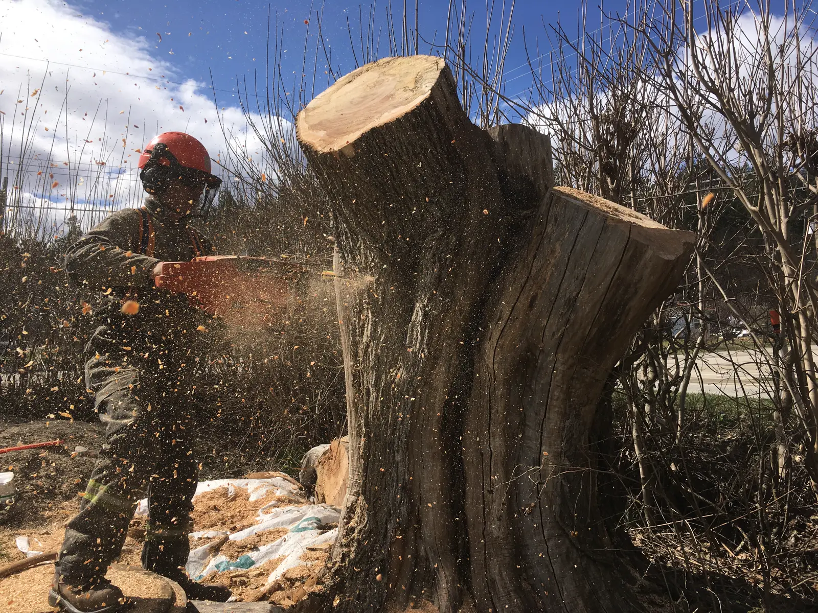 Tree removal and site clearing, Central Okanagan