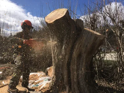 Tree removal and site clearing, Central Okanagan